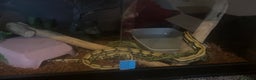 Python Snake reptiles for sale: Dwarf Reticulated python  - Advert 1