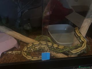 Python Snake reptiles Reticulated python - Advert 1