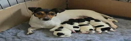 Jack Russell dogs for sale: Traditional short legged Jack Russell Puppies in Market Harborough - Advert 9