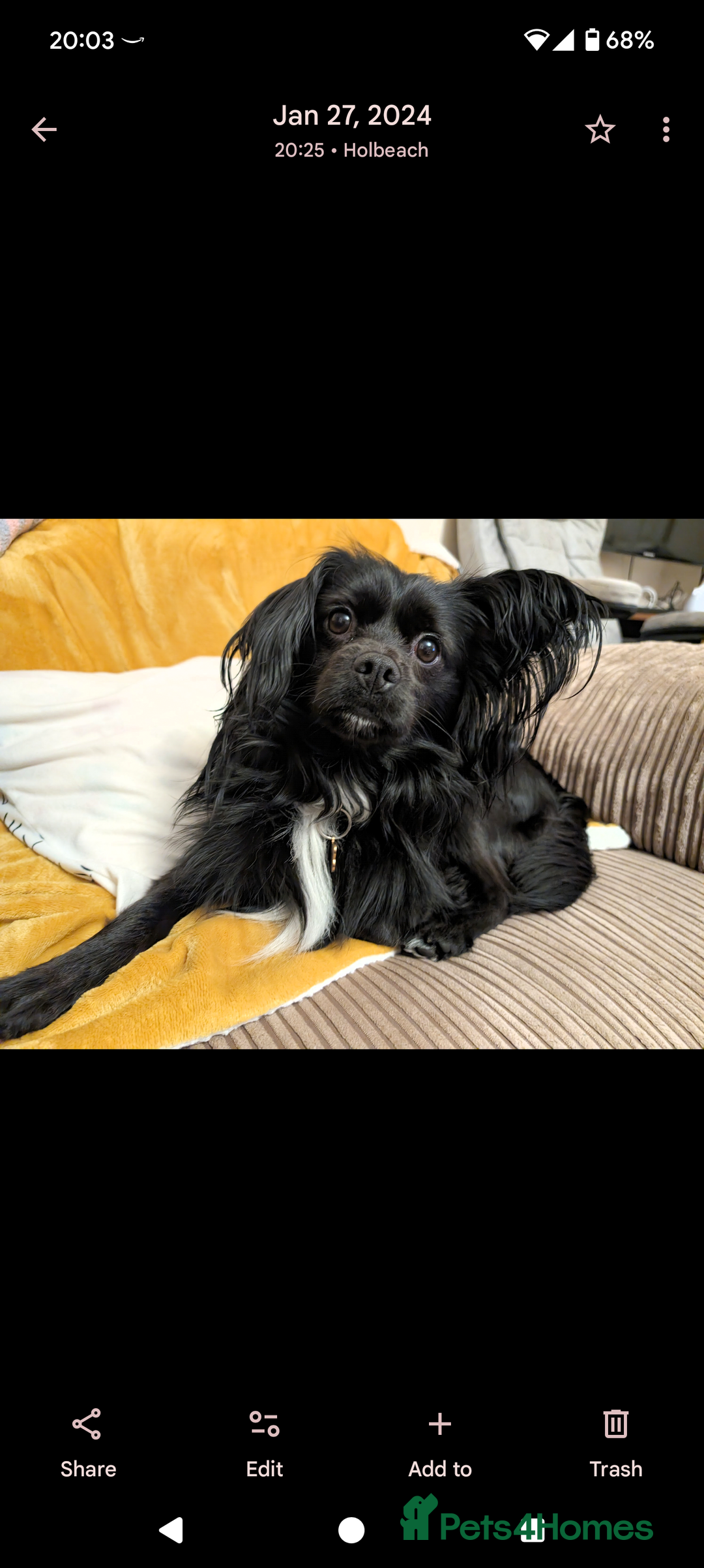 Mixed Breed dogs for sale: Chilier male Charlie  - Image 9