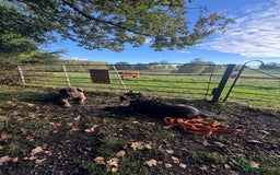 Presa Canario dogs for sale: Pedigree Presa Canario Puppies  - Image 1