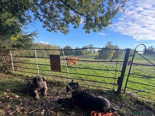 Presa Canario dogs - Advert 32