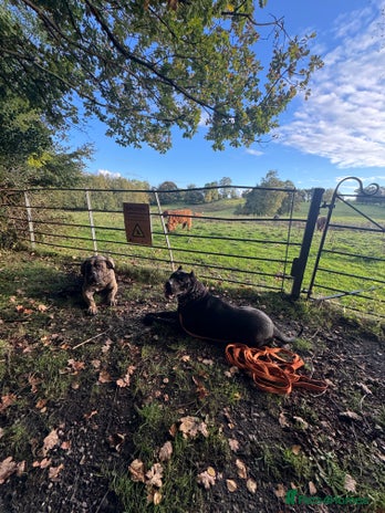 Presa Canario dogs - Advert 1