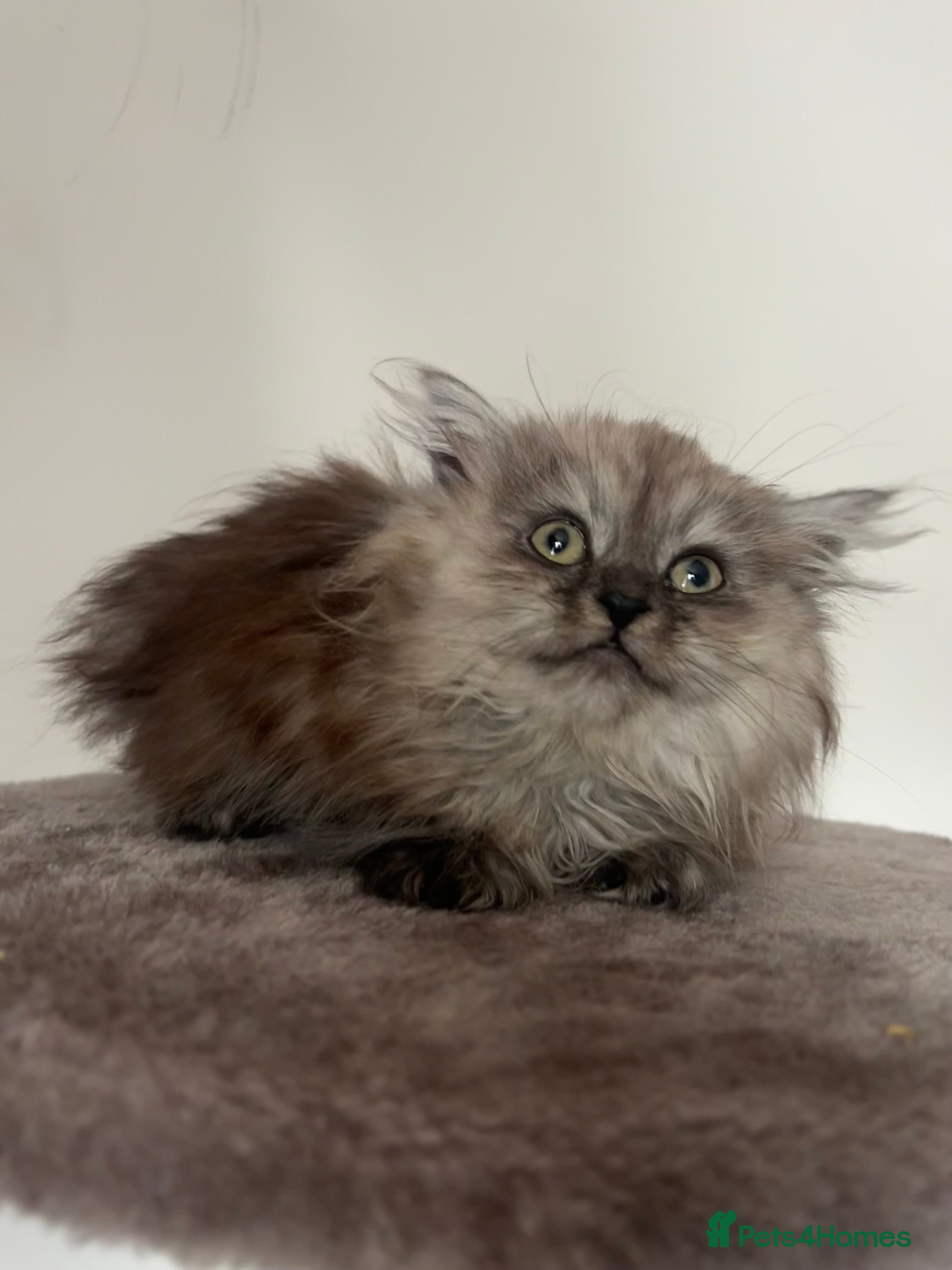 British Shorthair cats Beautiful male looking for his forever home💙 - Advert 12