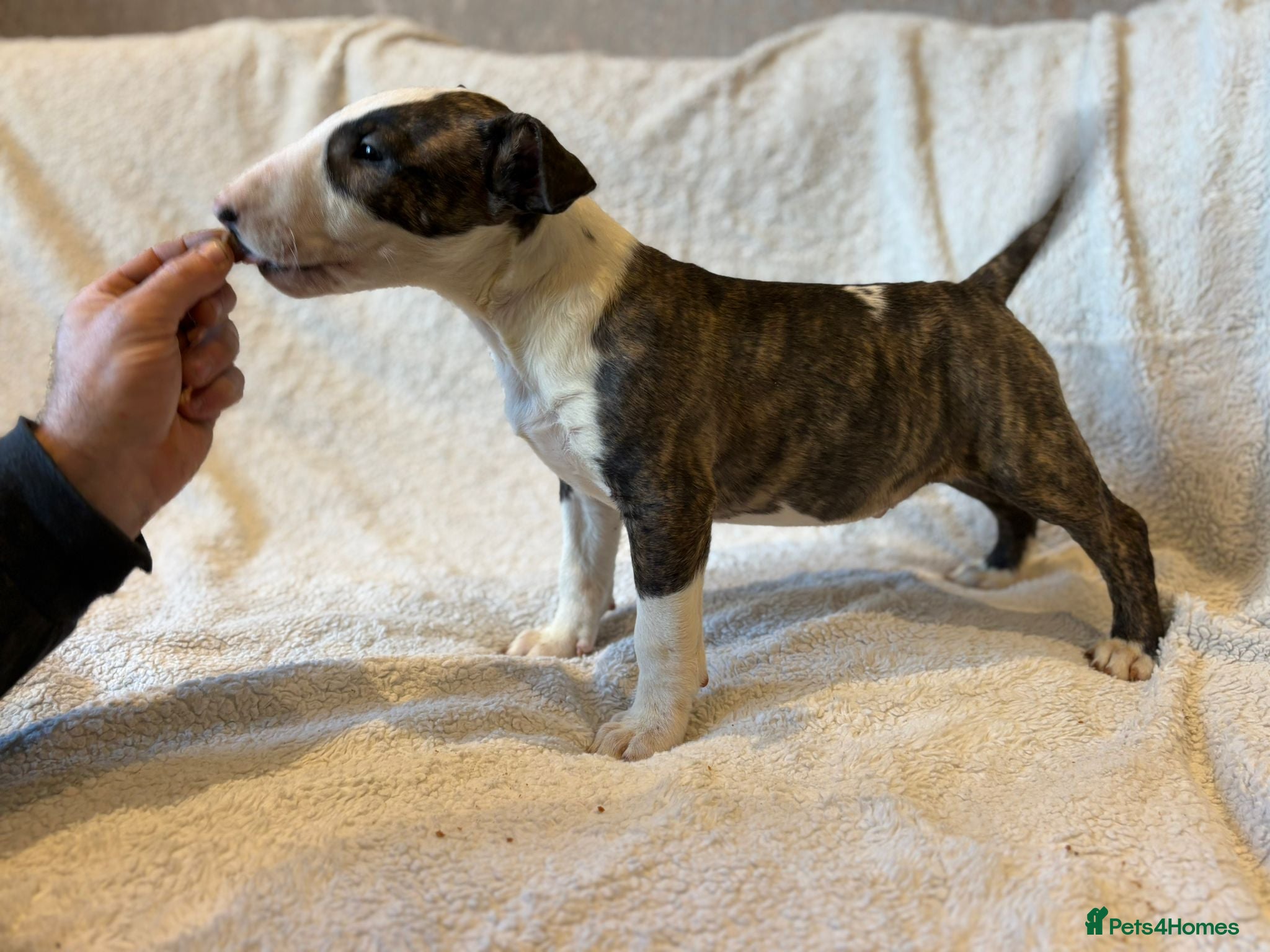 Bull Terrier dogs 💥 ENGLISH BULL TERRIERS   💥 - Advert 1