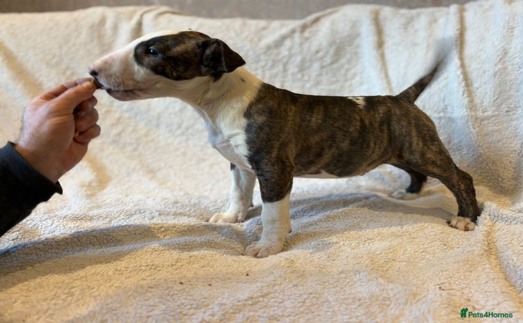 Bull Terrier dogs 💥 ENGLISH BULL TERRIERS   💥 - Advert 1