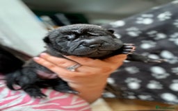 Shar Pei dogs for sale: Beautiful bear/brush coat shar peis  - Image 4