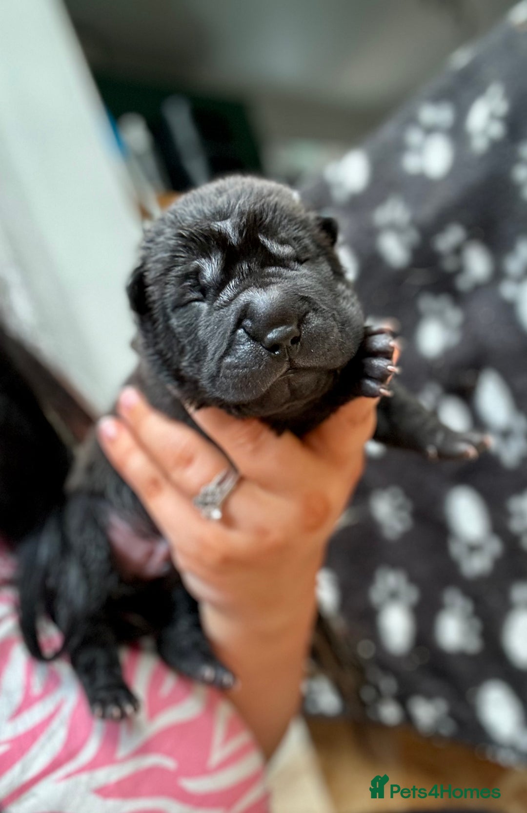 Shar Pei dogs for sale: Beautiful bear/brush coat shar peis  - Image 4
