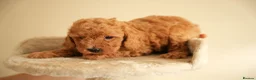 Cockapoo dogs for sale: Gorgeous Cockapoo For Sale  - Advert 4