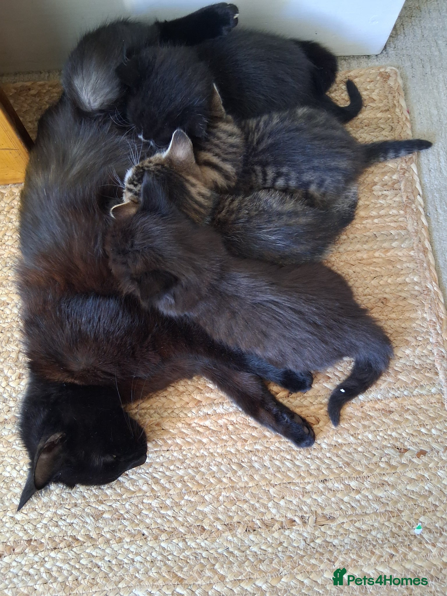 Mixed Breed cats for sale: Two kittens looking for loving home/homes  - Advert 4