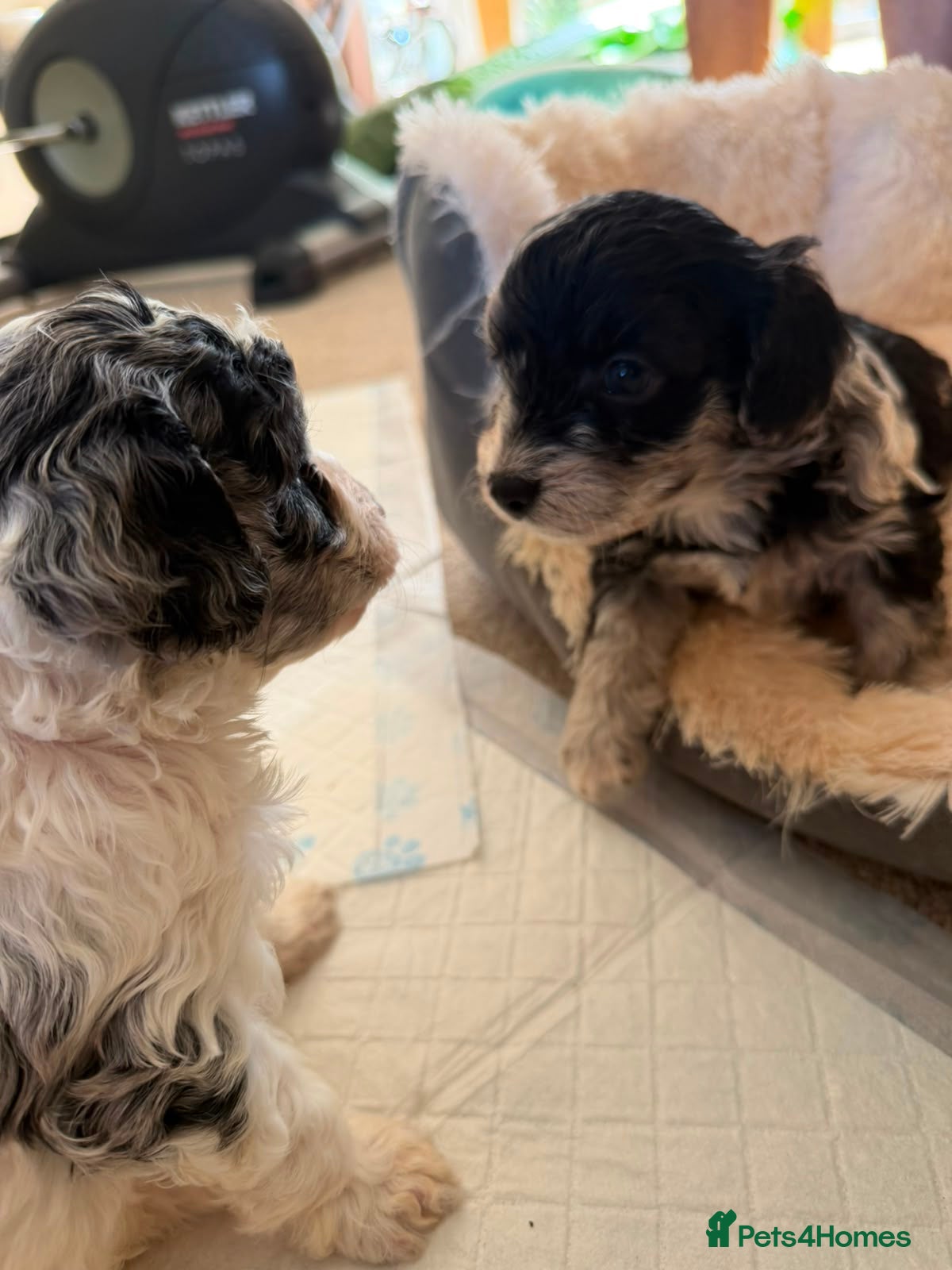 Cavapoo dogs Gorgeous cavapoo multicolours - Advert 5