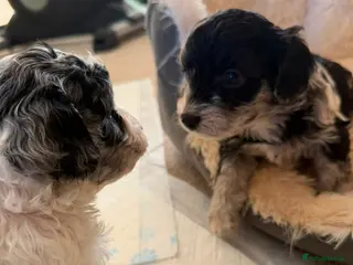 Cavapoo dogs Gorgeous cavapoo multicolours - Advert 5