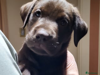 Labrador Retriever dogs Chocolate Labrador boy - absolutely perfect - Advert 2