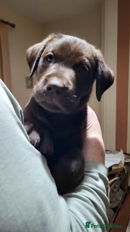 Labrador Retriever dogs Chocolate Labrador boy - absolutely perfect - Advert 1