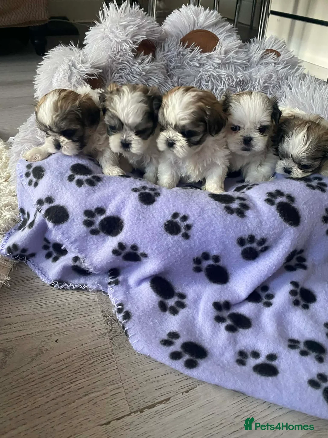 Malshi dogs for sale: 5 Mini Malshi Puppy For Sale in Leeds - Advert 1