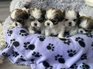 Malshi dogs 5 Mini Malshi Puppy For Sale - Advert 6