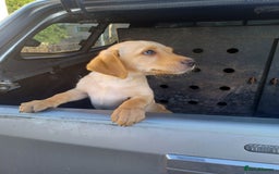 Labrador Retriever dogs for sale: Stunning KC registered labrador puppies in Hawick - Image 8