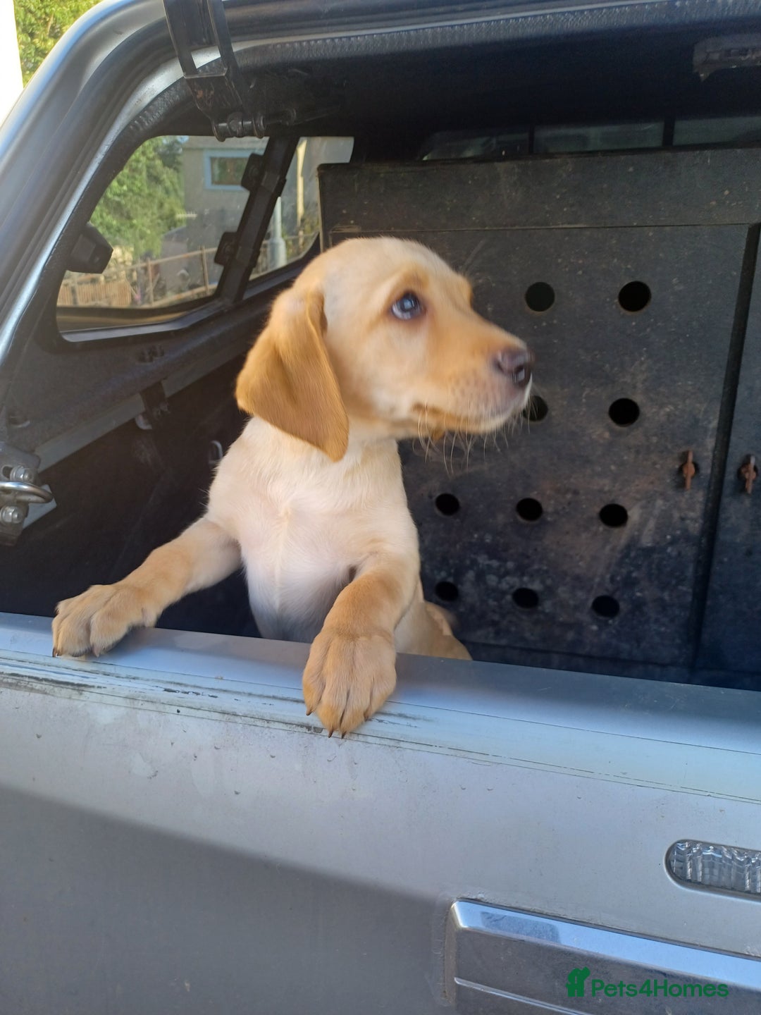 Labrador Retriever dogs for sale: Stunning KC registered labrador puppies in Hawick - Image 8