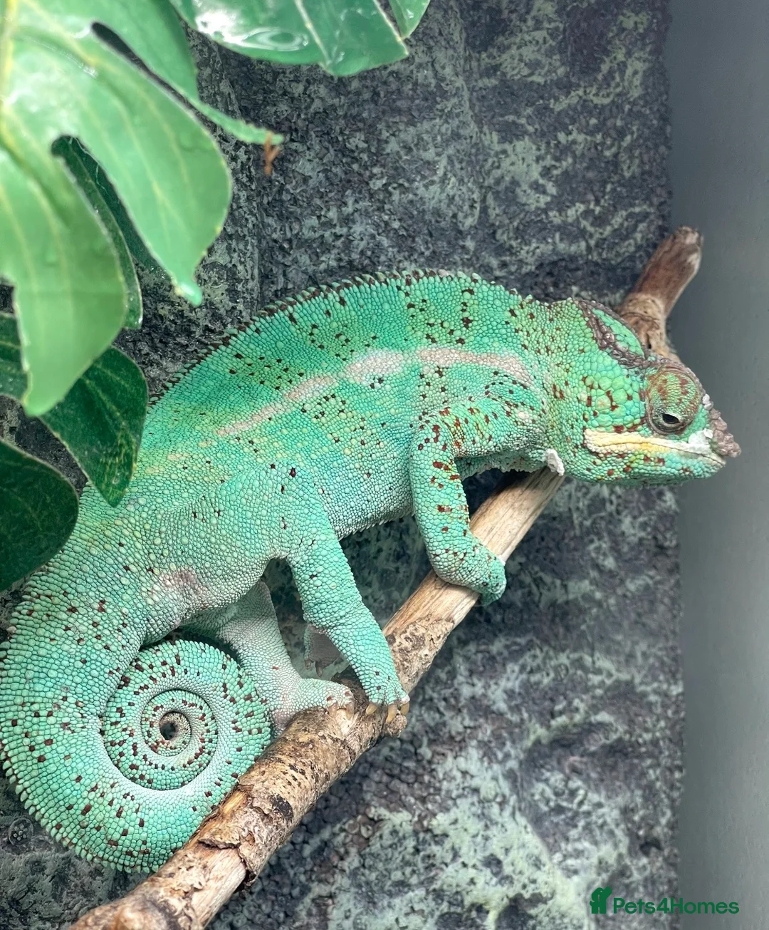 Chameleon reptiles for sale: Super Tame Panther Chameleon - Nosy Be - Advert 5