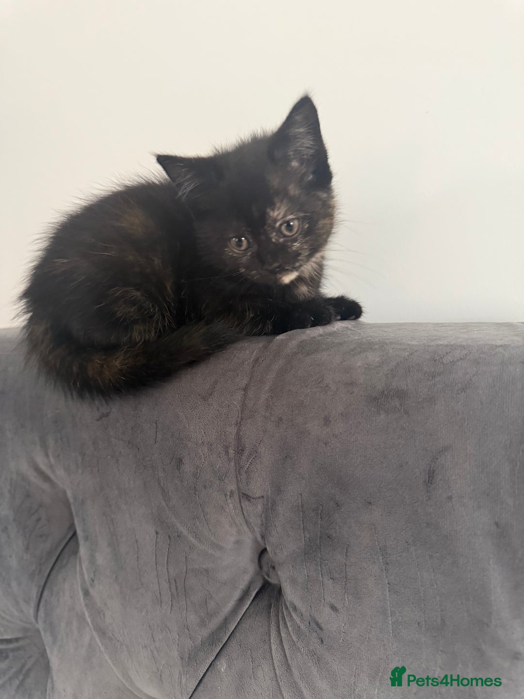 British Shorthair cats for sale: Black British Shorthair-Persian-cross - Image 9