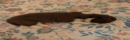 Border Collie dogs for sale: Traditional border collie puppies  - Advert 10