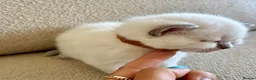 British Shorthair cats for sale: FULL PEDIGREE BSH KITTENS IN THE COTSWOLDS - Advert 8