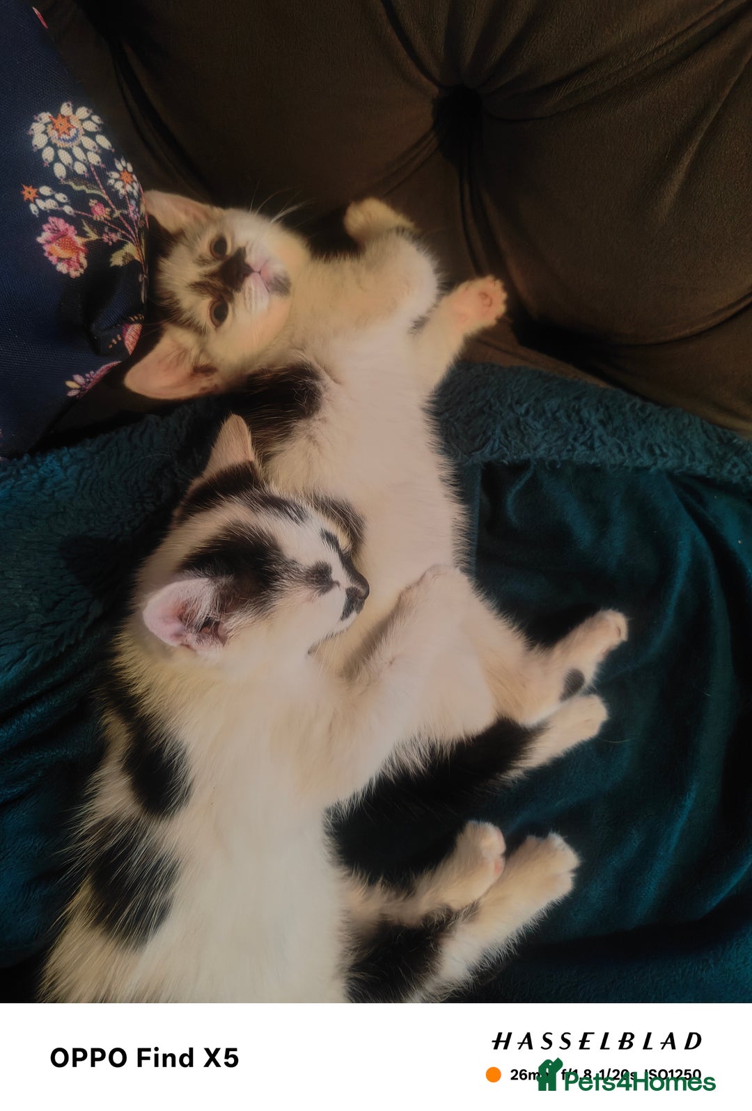 Domestic Shorthair cats for sale: Last little girl looking for her forever home  - Image 2