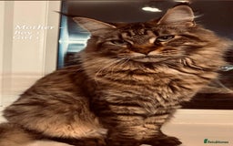 Maine Coon cats for sale: Mainecoon Kittens  - Image 8