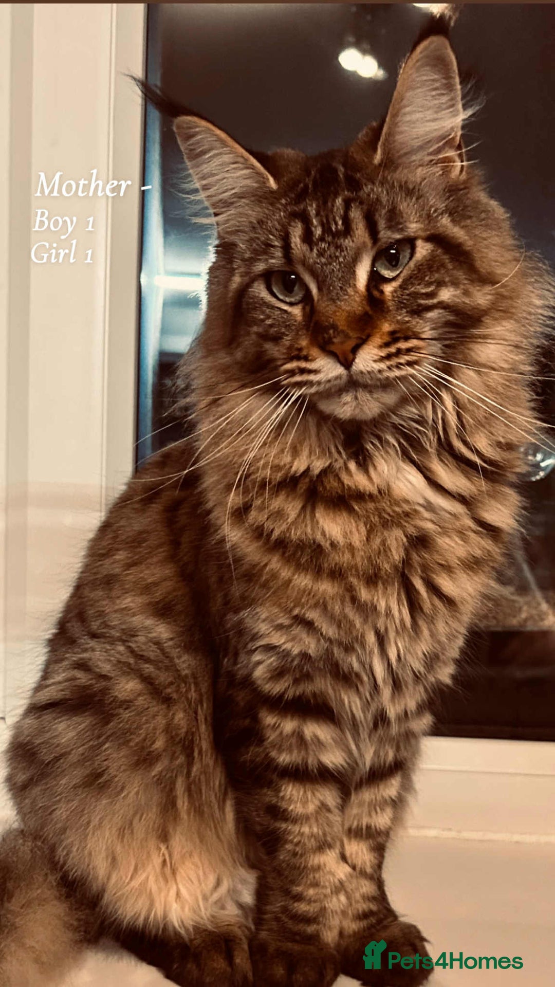 Maine Coon cats for sale: Mainecoon Kittens  - Image 8