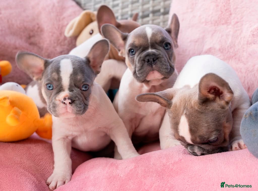 French Bulldog dogs for sale: Stunning litter of pied French bulldogs - Advert 28