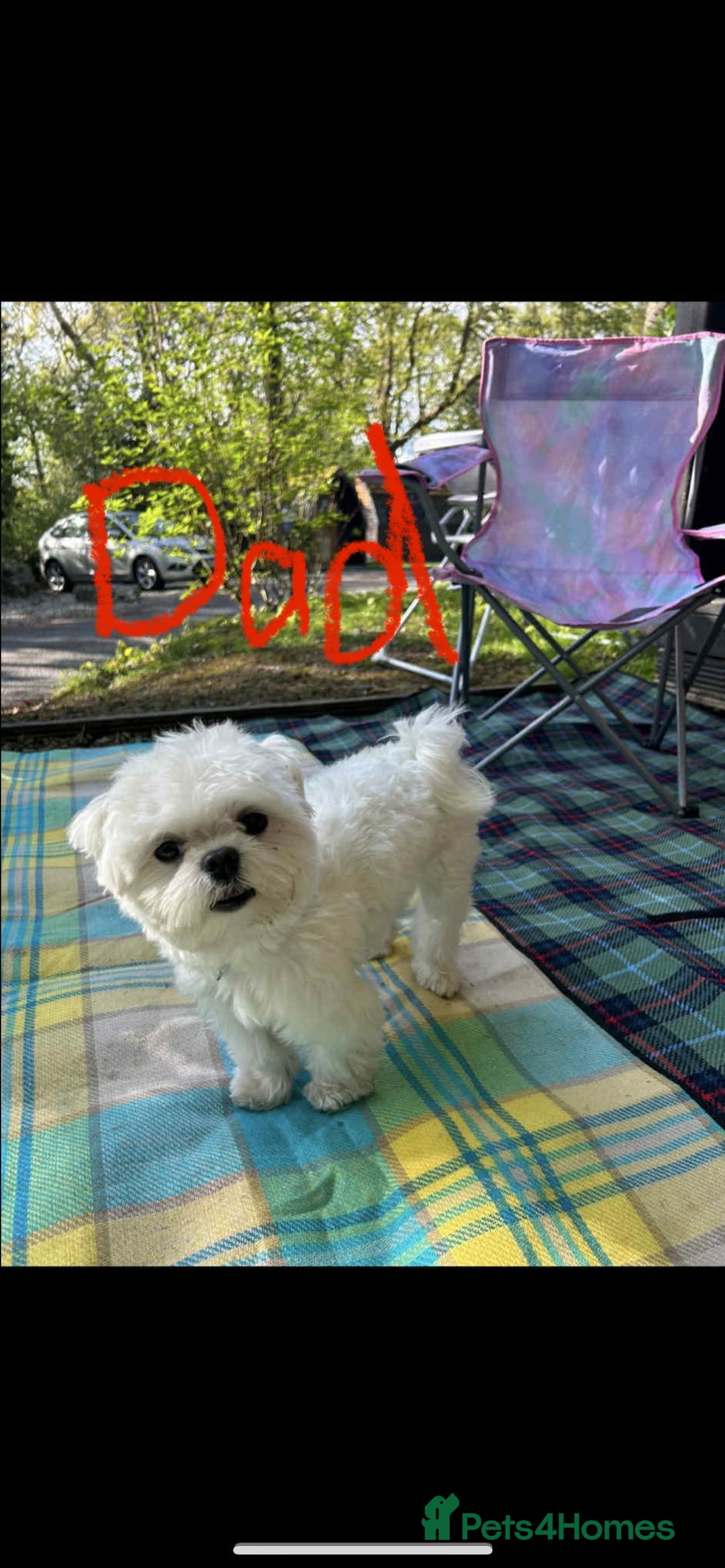 Maltipoo dogs for sale: Beautiful Maltipoo puppies  - Image 6