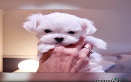 Maltese dogs for sale: Exceptional TINY Maltese pups  - Image 2