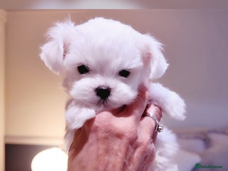 Maltese dogs - Advert 8