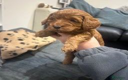Cavapoo dogs for sale: 7 gorgeous F1b Cavapoo Puppies (4 girls & 3 boys)  - Image 18