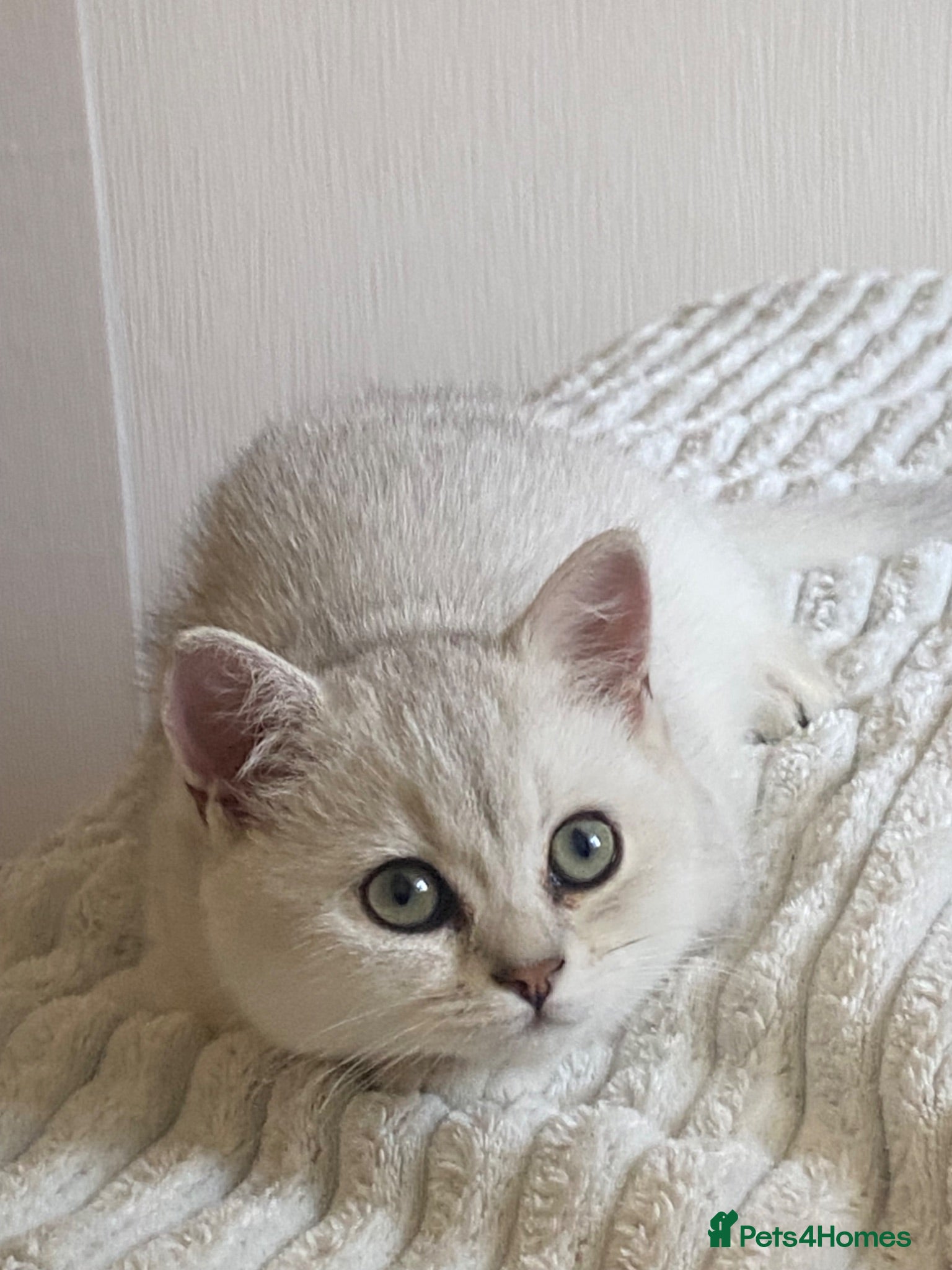 British Shorthair cats British Shorthair Golden & Silver Kittens  - Advert 2