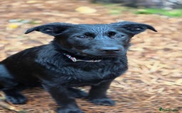 Mixed Breed dogs for sale: Tilly the Sheprador GSD/Lab cross - Image 2