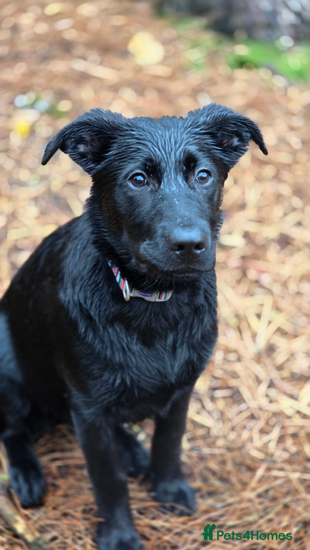 Mixed Breed dogs for sale: Tilly the Sheprador GSD/Lab cross - Image 2