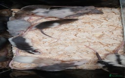 Rat rodents for sale: Baby Dumbo Rat's Males & Females - Image 9