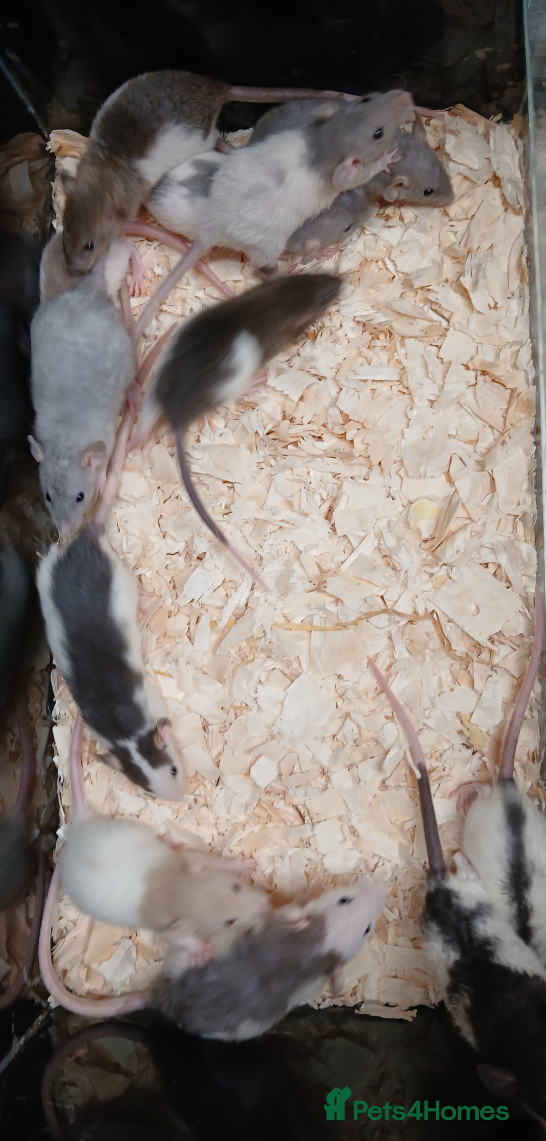 Rat rodents for sale: Baby Dumbo Rat's Males & Females - Image 9