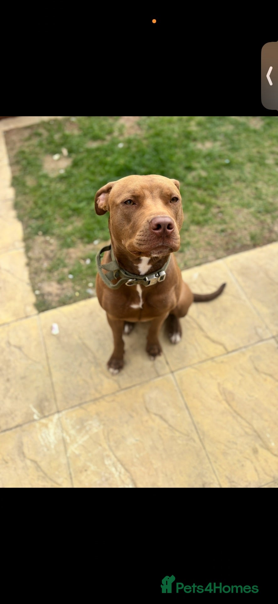 Mixed Breed dogs for sale: 3 Year Old Mastiff - Advert 2