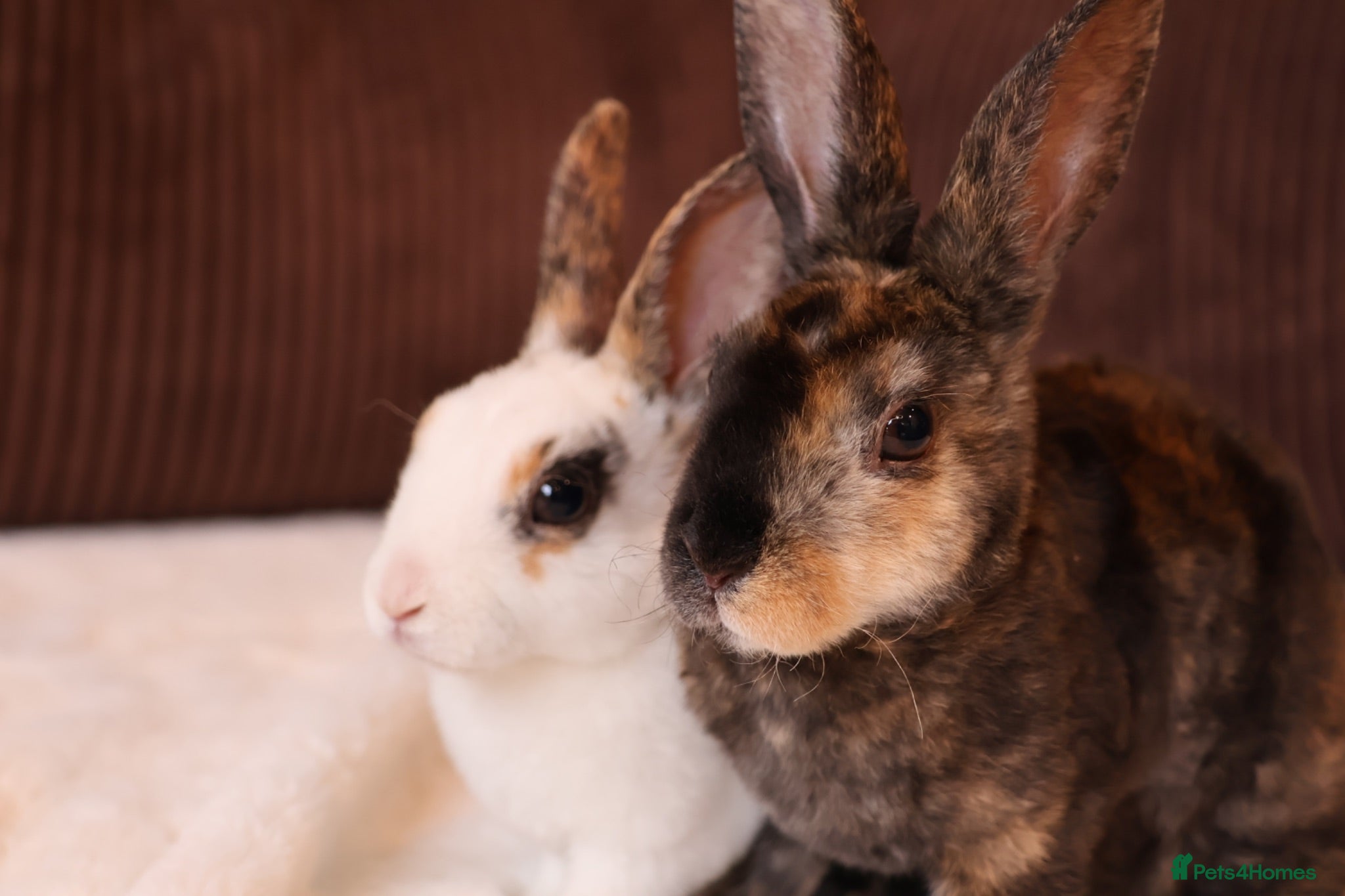 Rex rabbits Ready to leave Beautiful Mini Rex & Mini plush lop - Advert 1