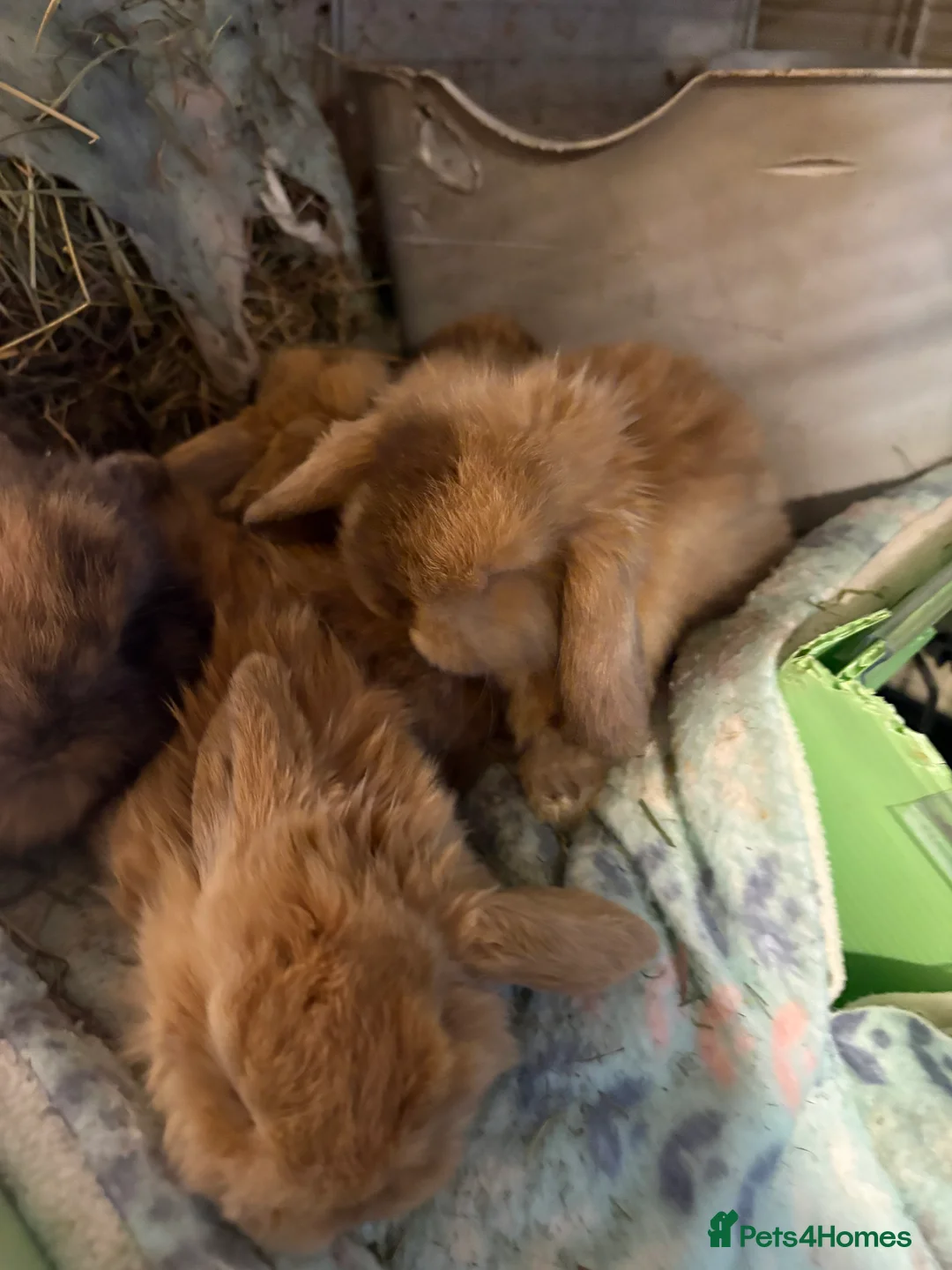 Mini Lop rabbits for sale: Vaccinated/raised indoors, mini lops and lion lop  - Advert 3