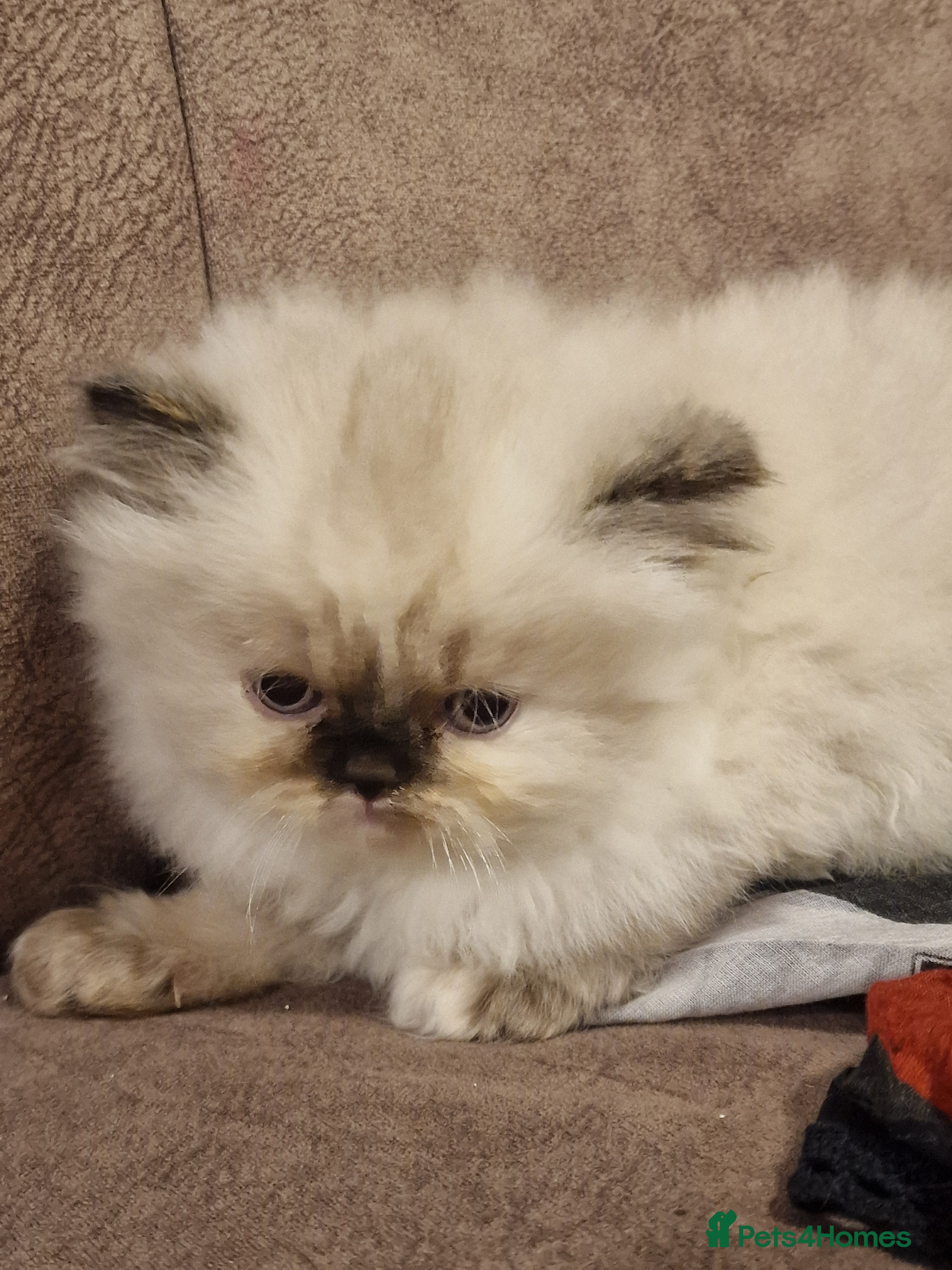 Persian cats Beautiful blue eyes rare colour persian chinchilla - Advert 2