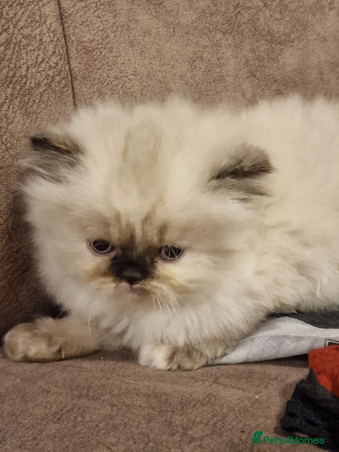 Persian cats for sale: Beautiful blue eyes rare colour persian chinchilla - Advert 2