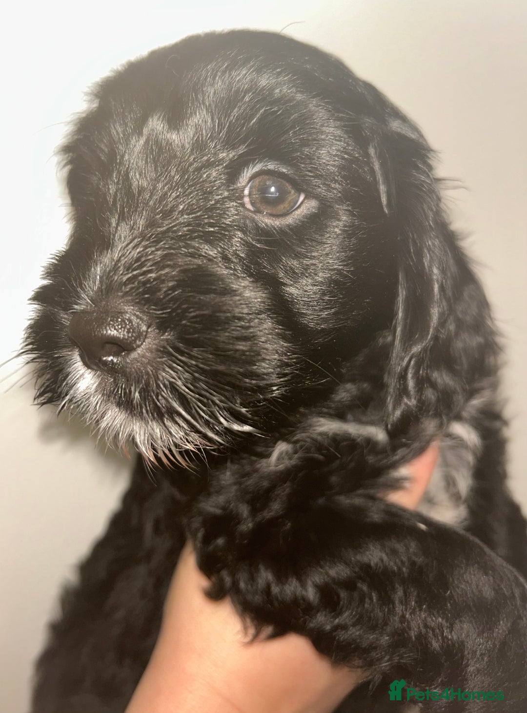 Mixed Breed dogs for sale: ‼️REDUCED 2 BEAUTIFUL YORKIPOO BOY READY NOW‼️  - Advert 6