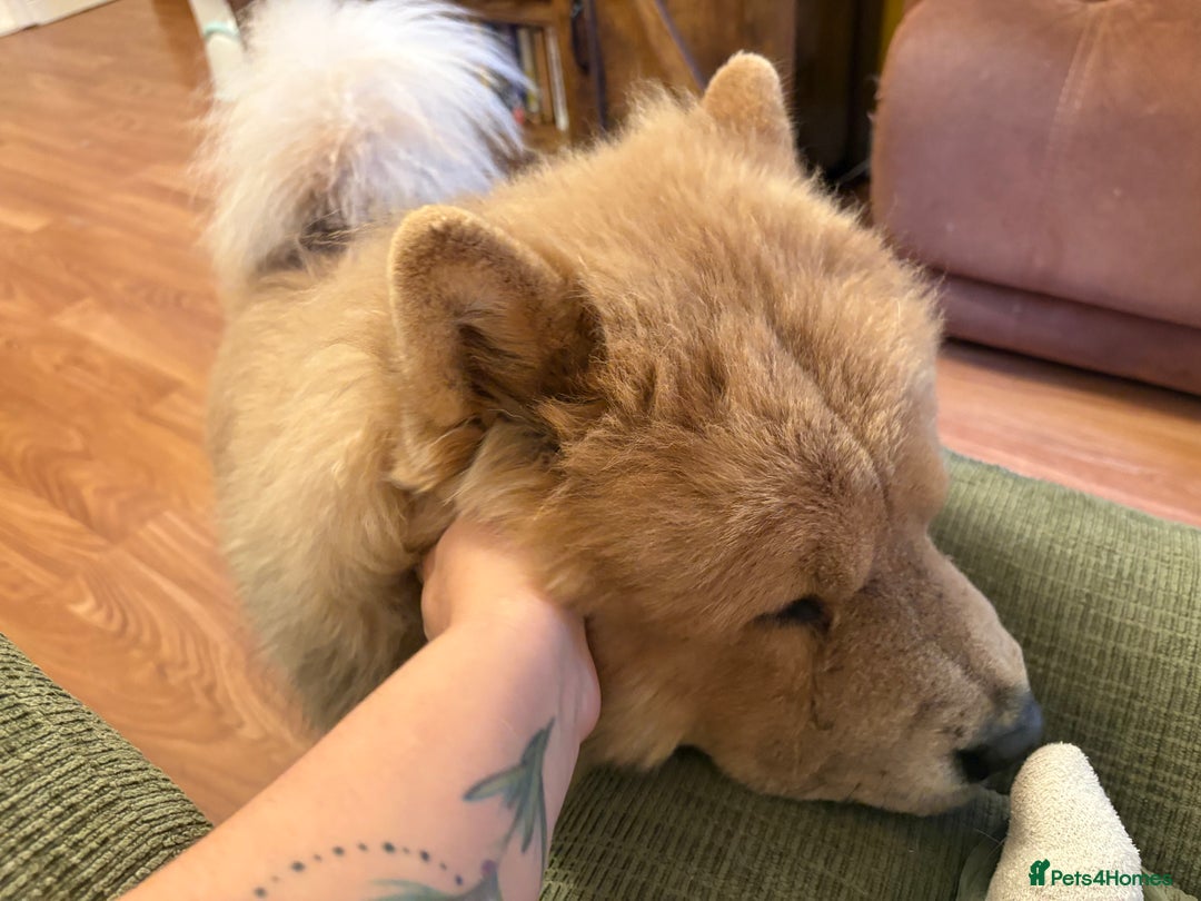 Chow Chow dogs for sale: Last gorgeous chow of the litter - Image 6