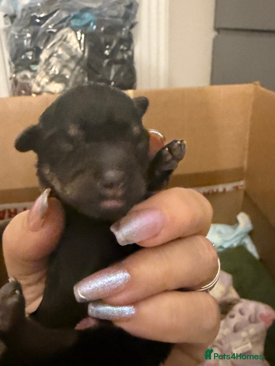 Mixed Breed dogs for sale: Beautiful miniature dash X Maltese  - Image 15
