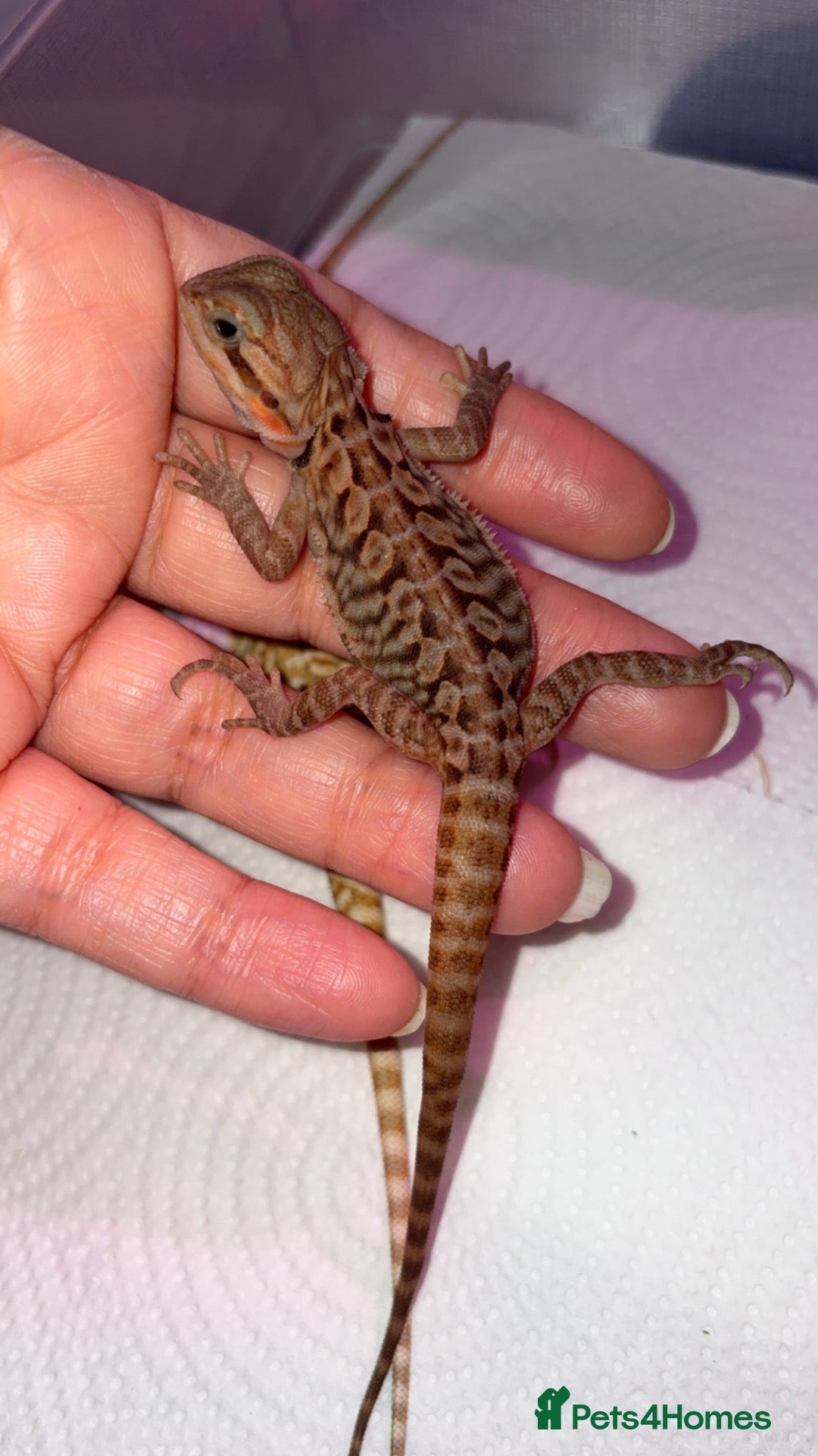 Bearded Dragon reptiles Bearded dragon babies - Advert 5