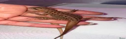 Bearded Dragon reptiles for sale: Bearded dragon babies - Advert 3