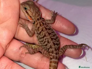 Bearded Dragon reptiles Bearded dragon babies - Advert 2